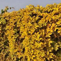 Девичий Виноград пятилисточковый Йеллоу Волл (Parthenocissus quinquefolia Yellow Wall), H-60-90  C2
